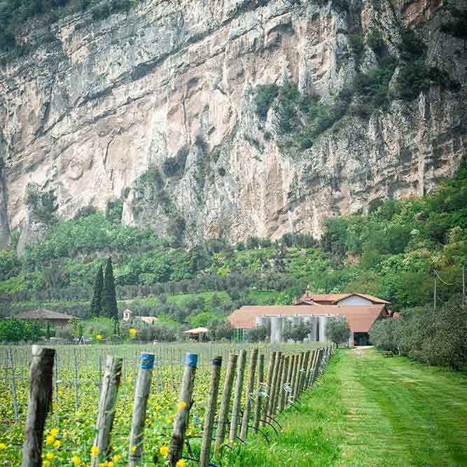 Lagrain dunkel Trentino DOP 750ml Madonna delle Vittorie