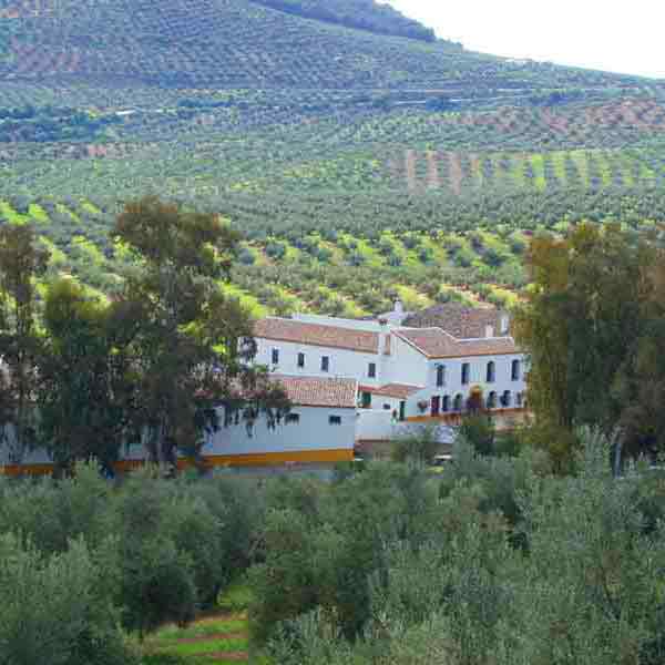 Olivenhain mit Gebäuden im Hintergrund, ländliche Umgebung.