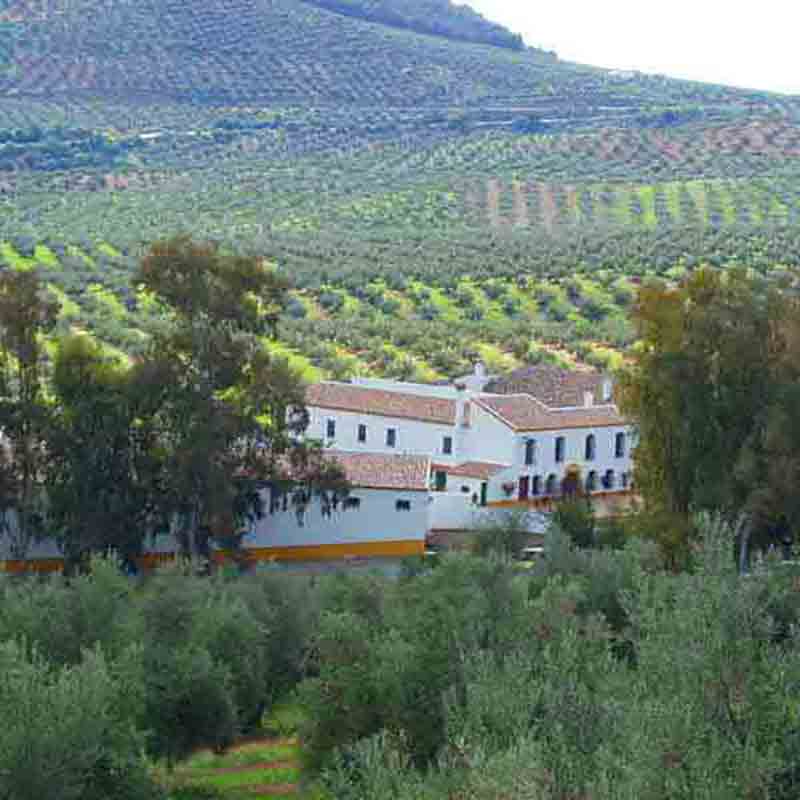 Blick auf die Bio-Ölmühle, die zwischen den Olivenhainen steht.