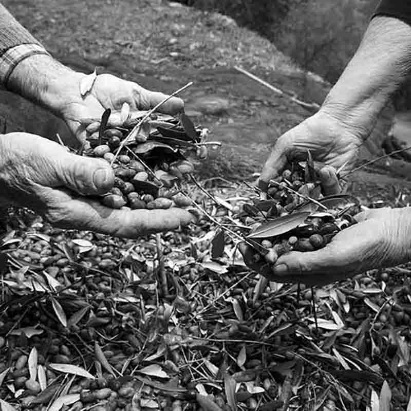 Hände halten frisch geerntete Oliven mit Blättern.