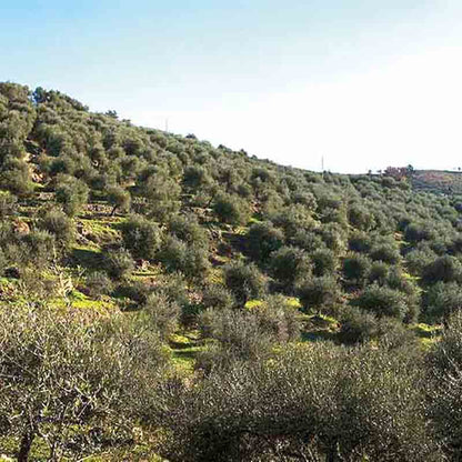 Olivenhain auf Hügel unter klarem Himmel.