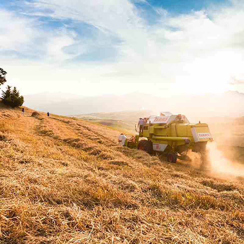 Ernte von hochwertigem Weizen.