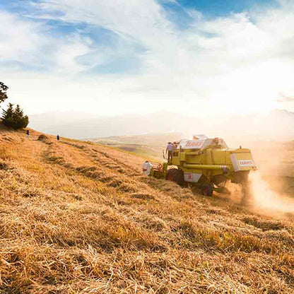 Ernte von hochwertigem Weizen.
