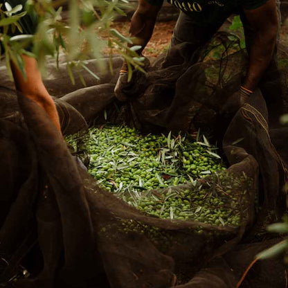 Grüne Oliven im Netz im Olivenhain