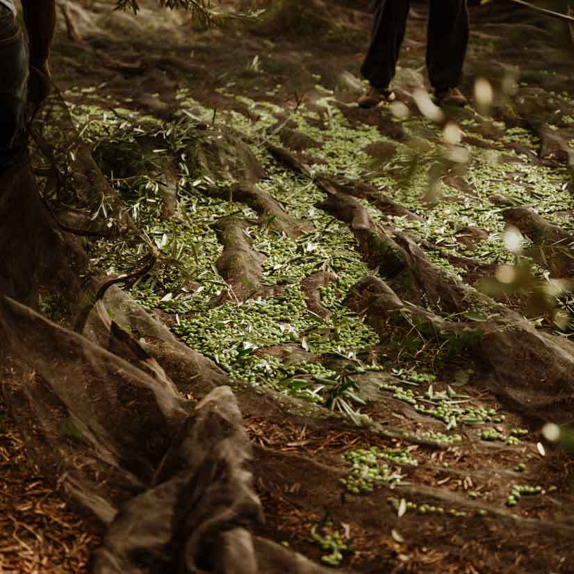 Ernte. Grüne Oliven liegen im Netz