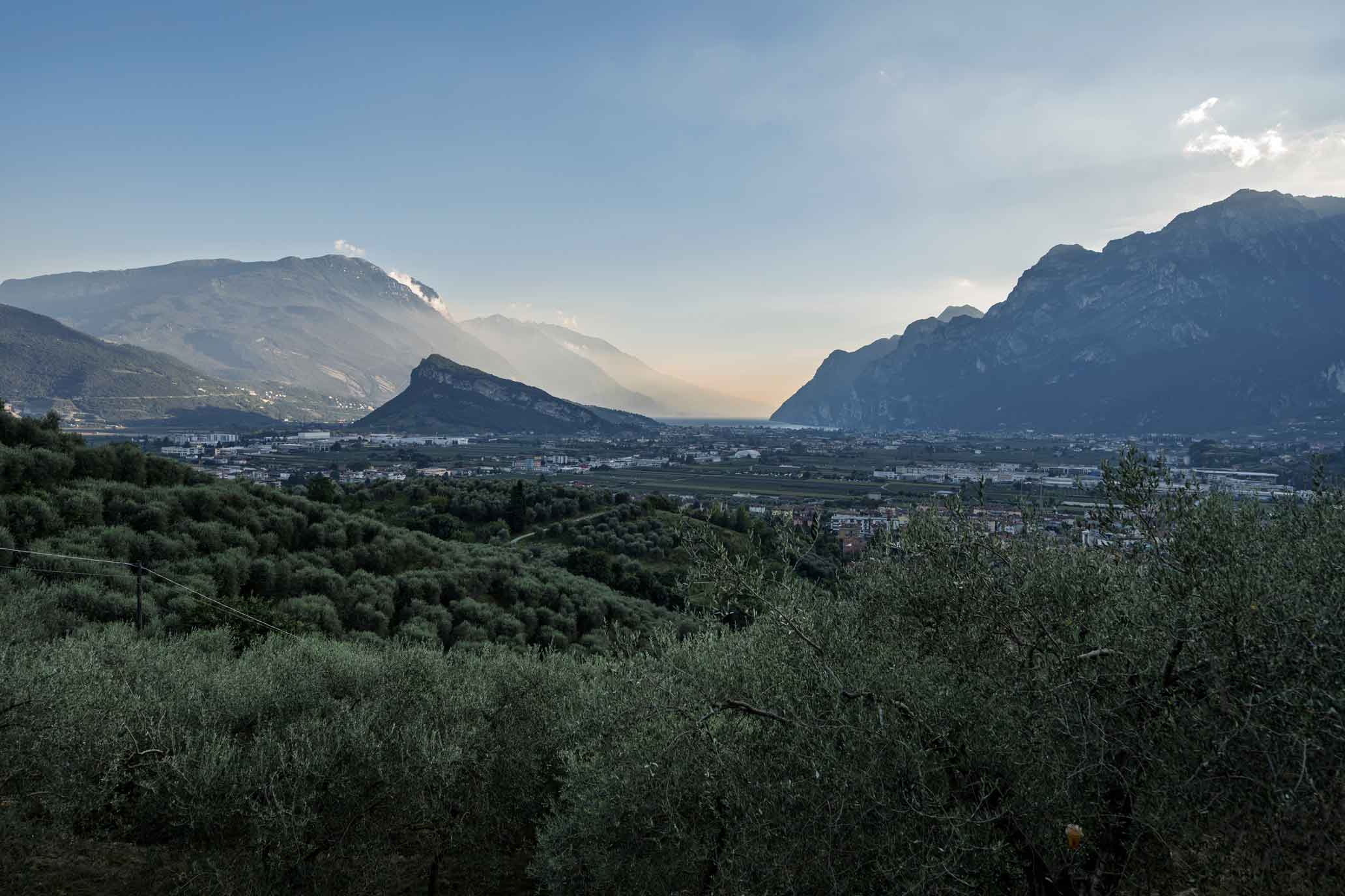 Gardasee Olivenhain in der Morgenstimmung