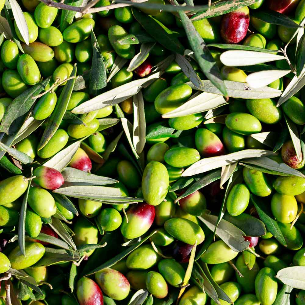 Frische und grün geerntete Oliven mit Blättern