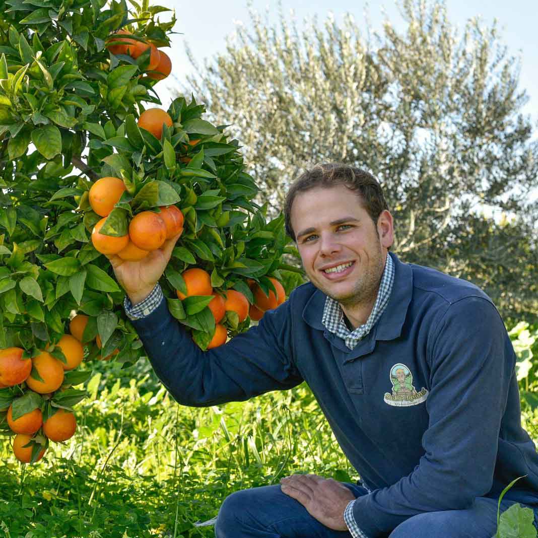 Navel -  BIO Tafelorangen aus Sizilien