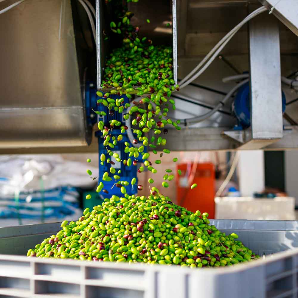 Grün geerntete Oliven nach der Ernte in einer belüfteten Kiste