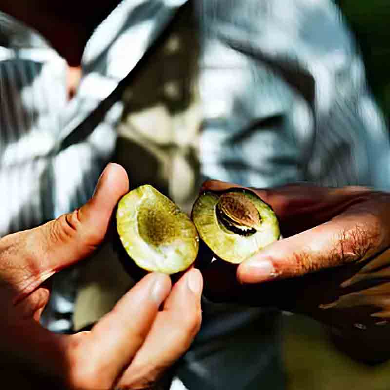 Eine Frau hält eine halbierte Zwetschke in den Händen.