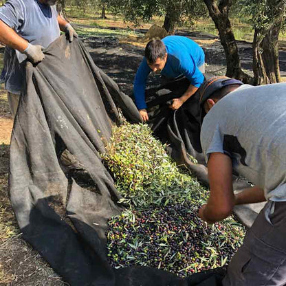 Zurlo - Cicolella - Natives Olivenöl extr 500 ml