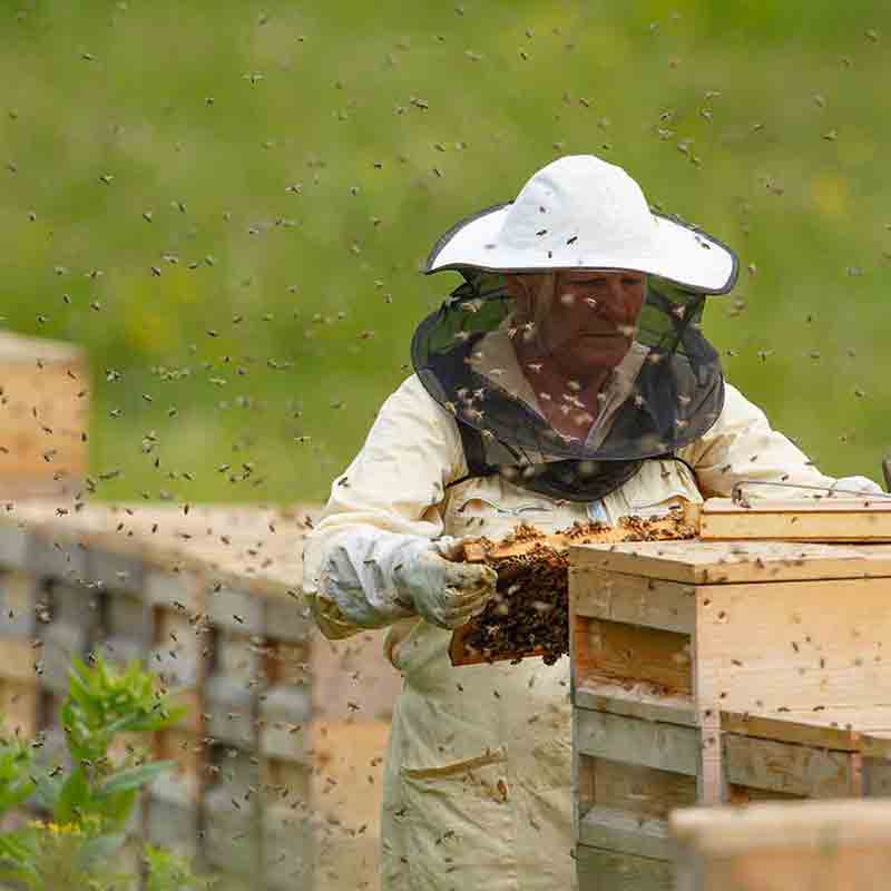 Imker bei Bienenstöcken im Freien.