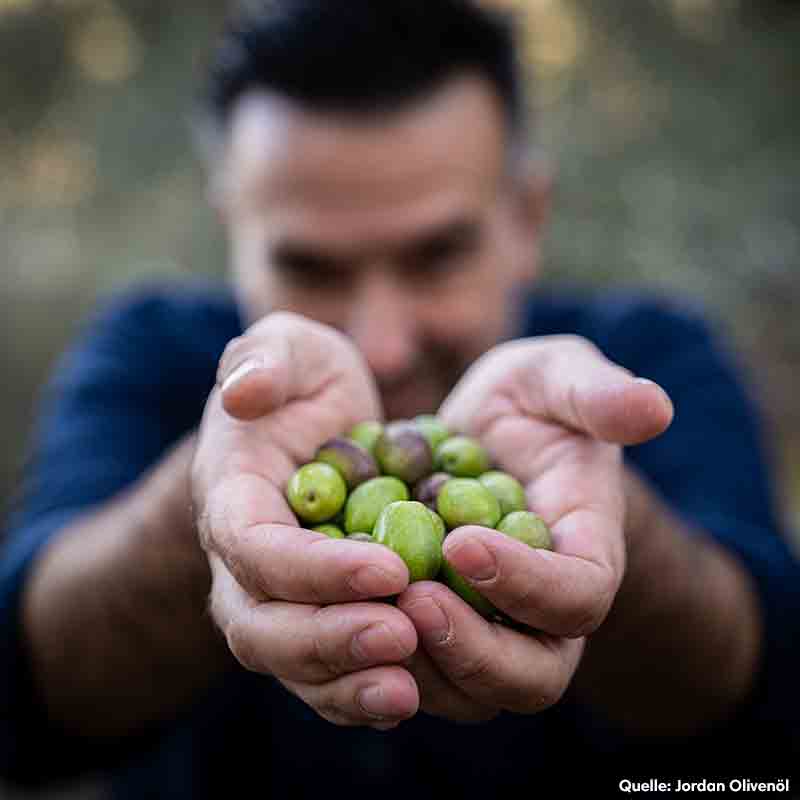 Mann hält Oliven in Händen, Quelle: Jordan Olivenöl.