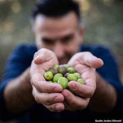 Mann hält Oliven in Händen, Quelle: Jordan Olivenöl.