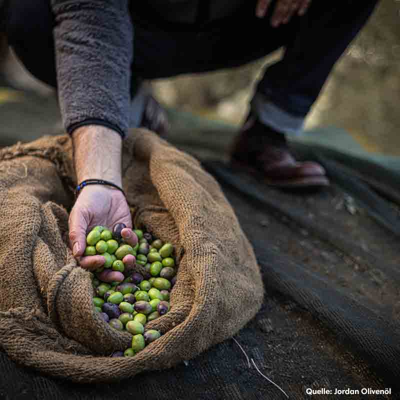 Person erntet Oliven in einem Jutesack, Quelle: Jordan Olivenöl.