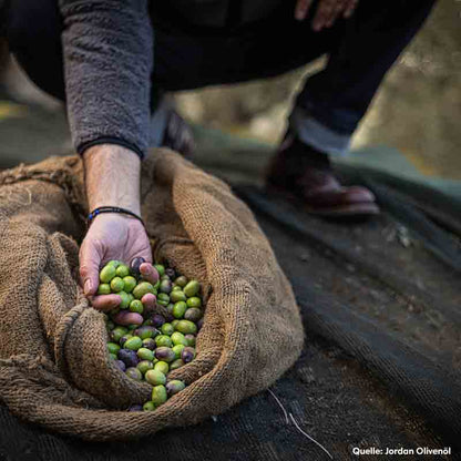 Person erntet Oliven in einem Jutesack, Quelle: Jordan Olivenöl.