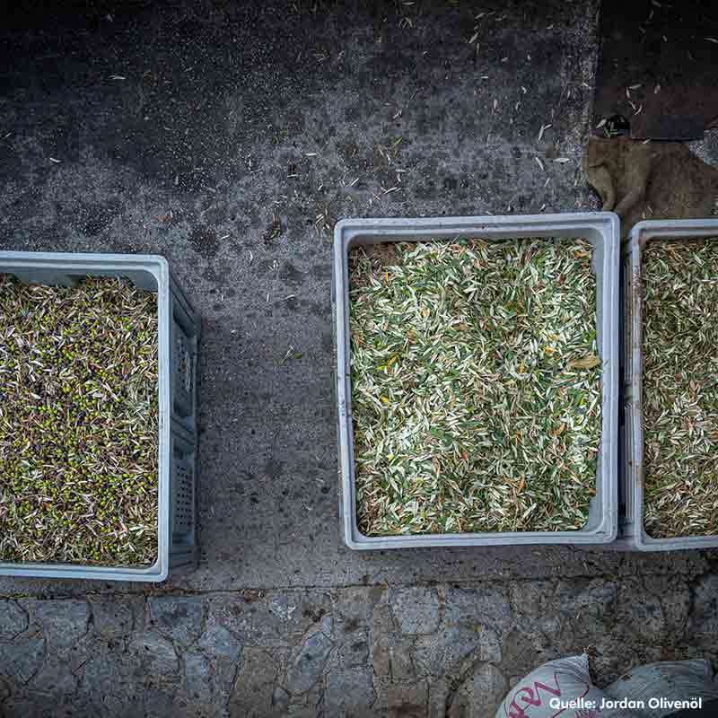 Kisten mit Olivenblättern und Oliven, Quelle: Jordan Olivenöl.