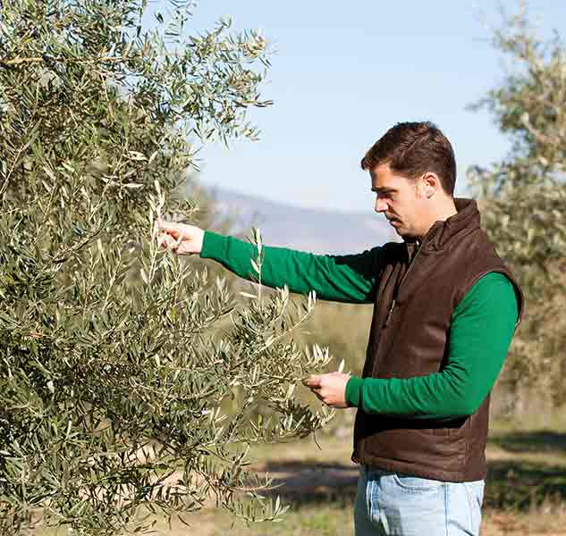 Mann erntet Oliven vom Baum.