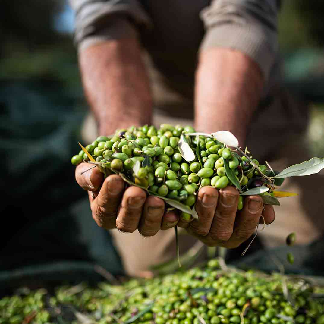 Hände halten grüne Oliven, Ernte im Freien.