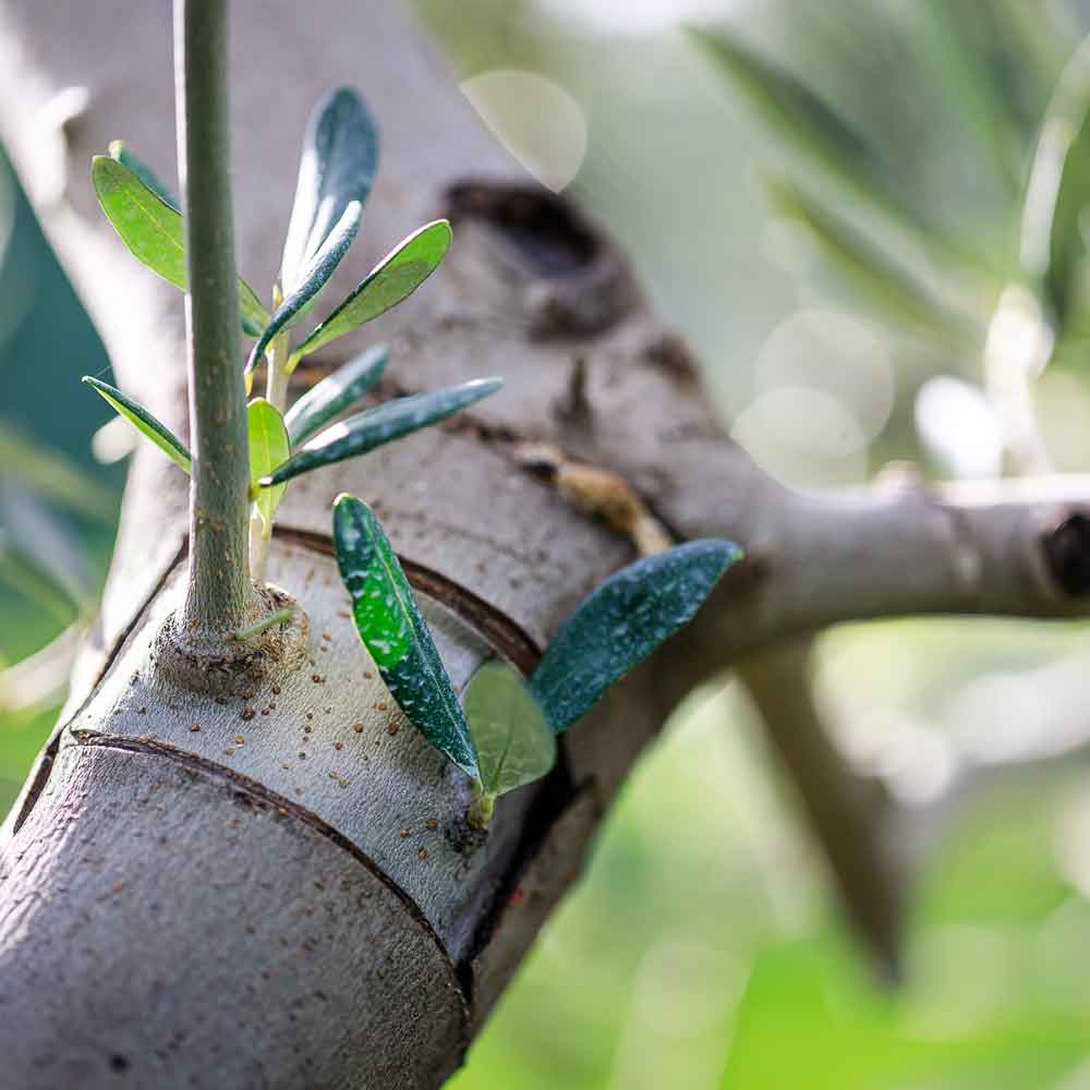 Junge Triebe am Olivenbaum