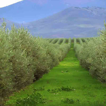 Olivenhain mit Bergen im Hintergrund, grünes Gras, blauer Himmel.
