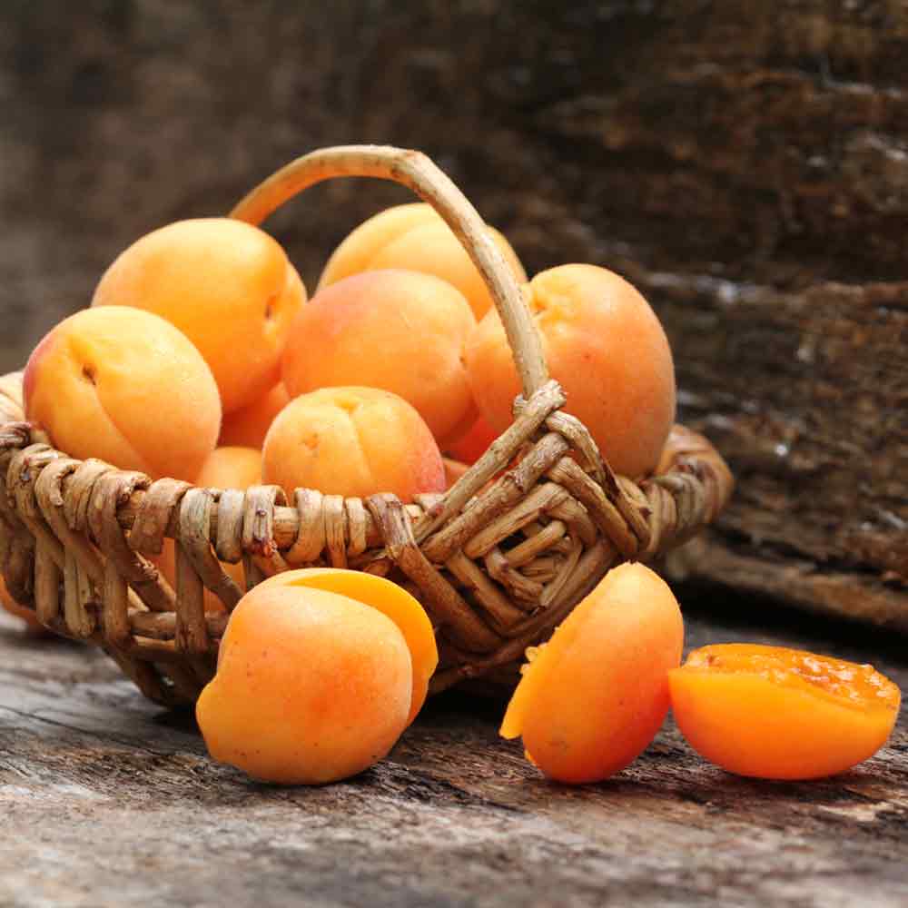 Korb mit frischen Marillen.