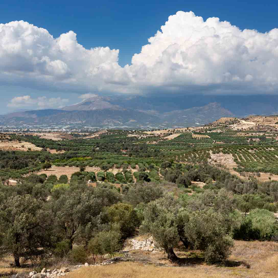 Kreta - natives Olivenöl extra - PDO Sitia