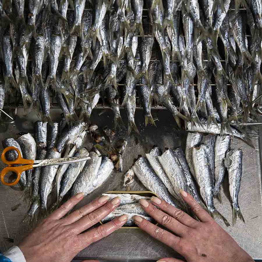 Sardinen mit Oliven aus Nizza und nativem Olivenöl extra von la belle-iloise