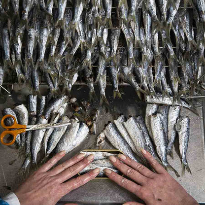 Sardinen mit Oliven aus Nizza und nativem Olivenöl extra von la belle-iloise