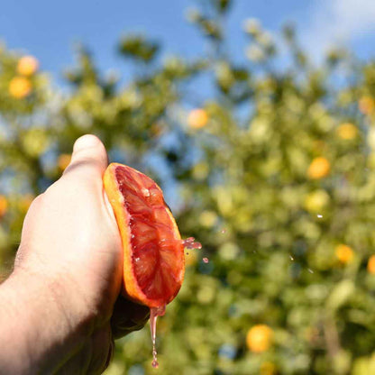 Moro IGP Blutorangen aus Sizilien BIO