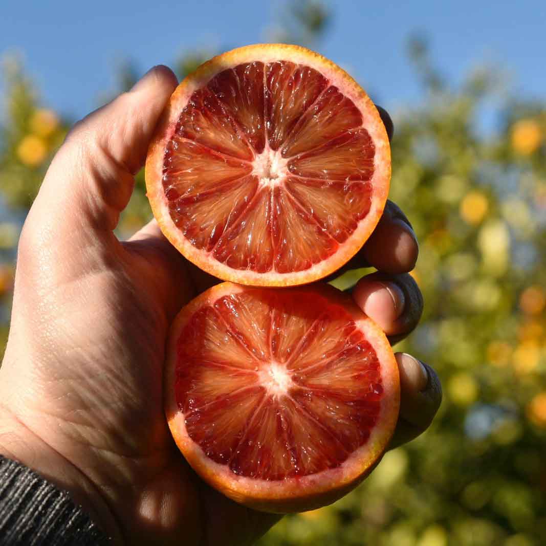 Eine geteilte Blutorange liegt in der Hand des Bauern in den Hainen auf Sizilien