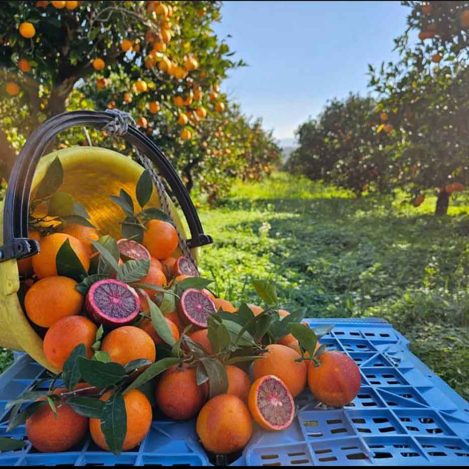 Saftige Moro IGP Blutorangen aufgeschnitten im satten Bordeuxrot liegen auf einer Kiste im sizilianischen Orangenhain