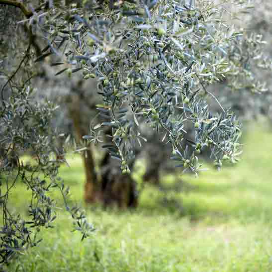 Olivenhain mit Gras bewachsen, Bäume im Hintergrund sichtbar.