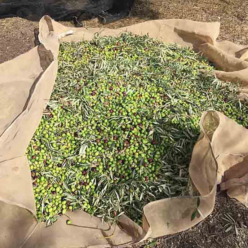 Oliven auf Tuch liegend, Ernte, Olivenölproduktion, Freiland.