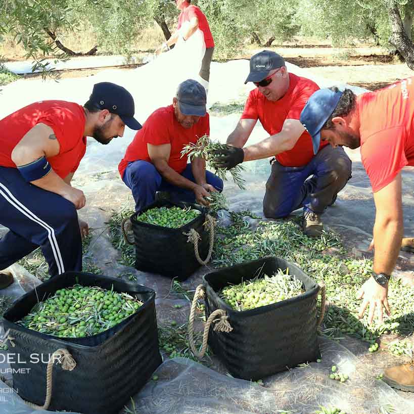 Männer ernten Oliven in Körben, Nobleza del Sur.