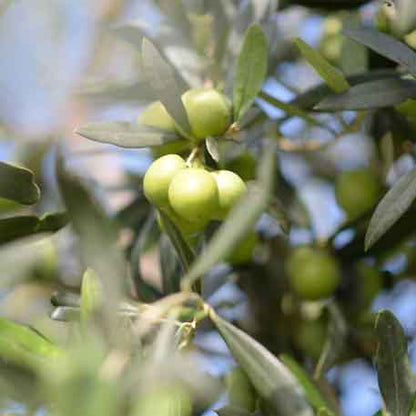 Oliven am Baum, Nocellara del Belice Sorte.
