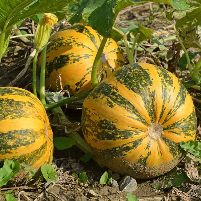Steirischer Ölkürbis Cucurbita pepo var. styriaca