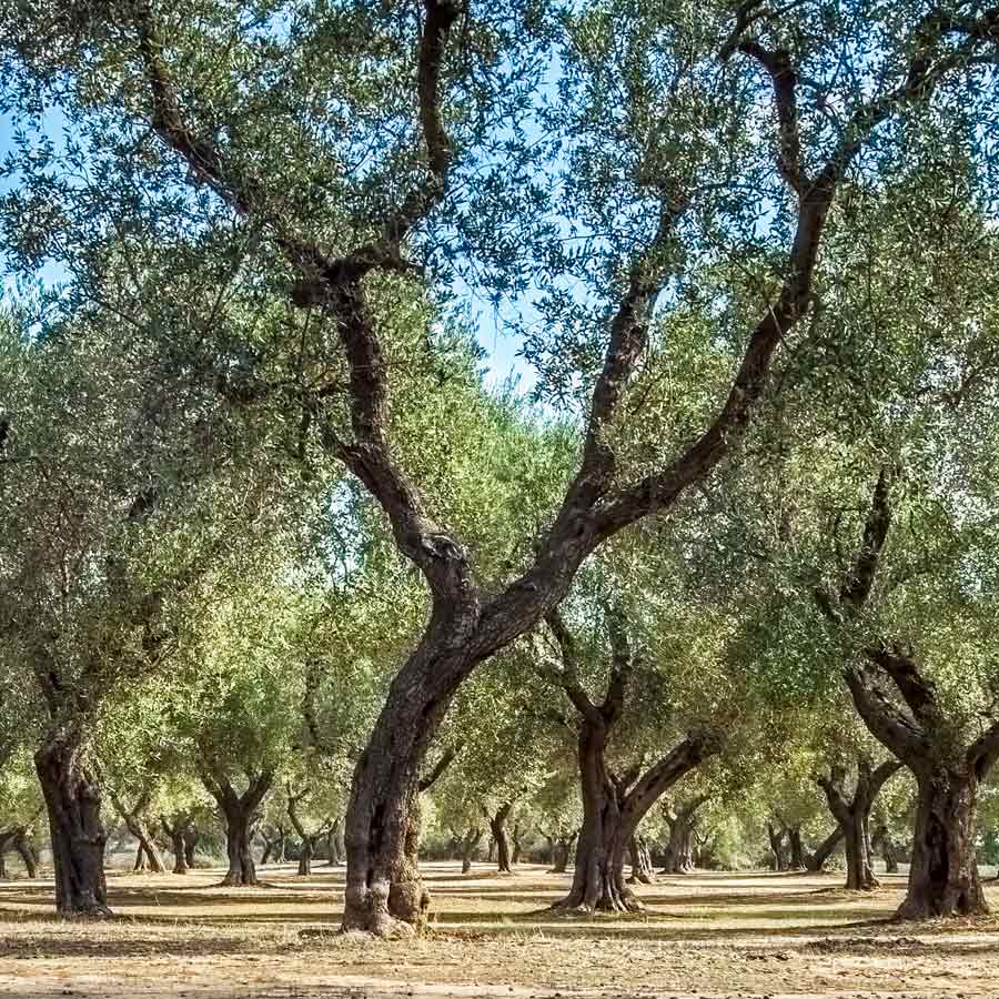 Olivenbäume in einem Hain bei Tageslicht.