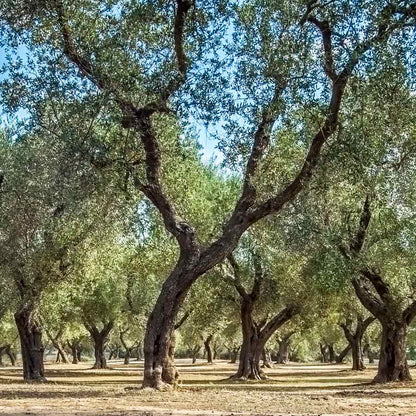 Olivenbäume in einem Hain bei Tageslicht.