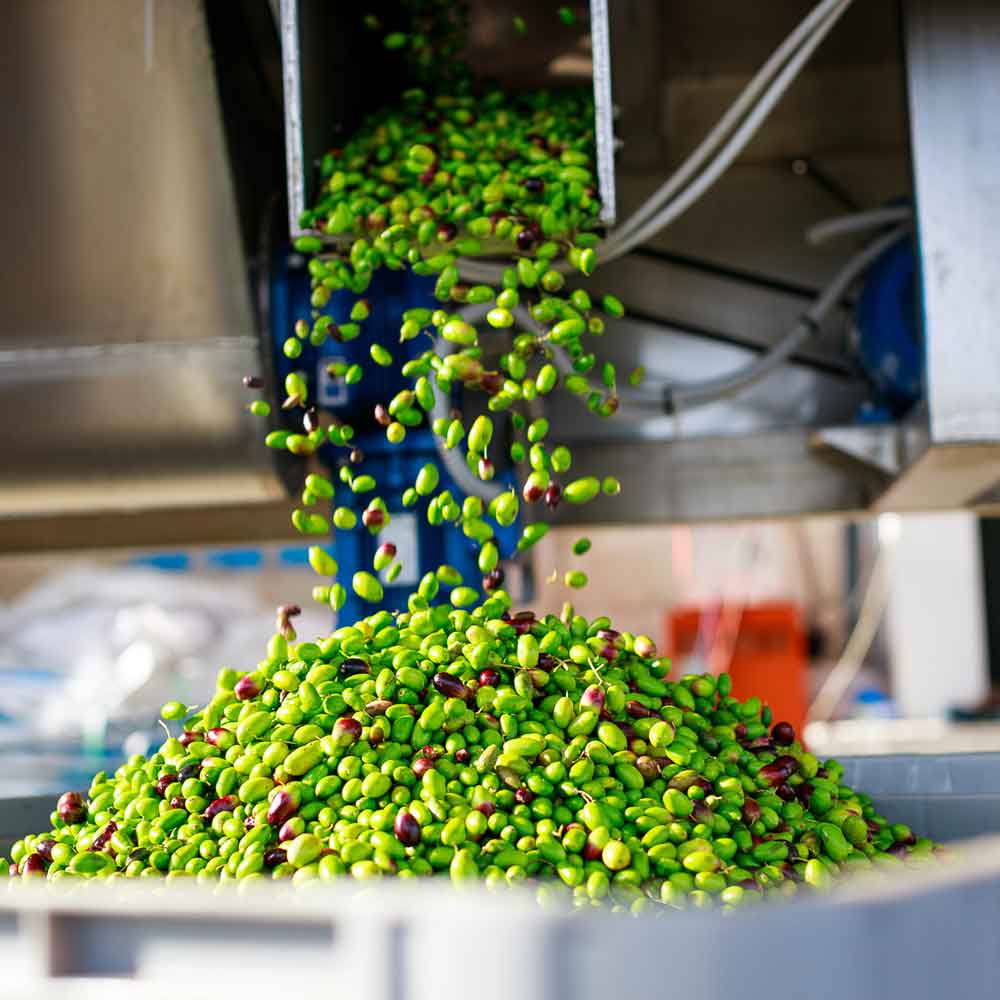 Grüne Oliven fallen in eine belüftete Kiste