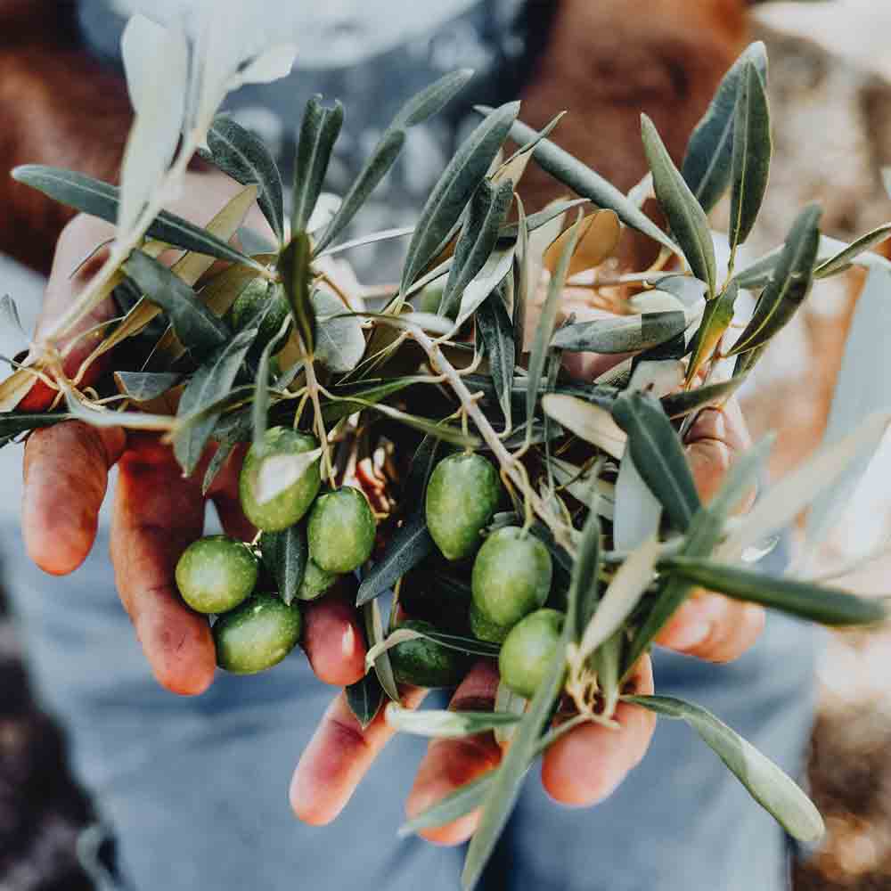 Hände halten frische grüne Olivenzweige mit Blättern.
