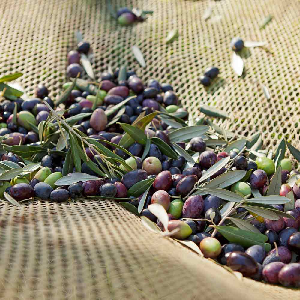 Oliven auf Netz mit Blättern, Ernte von Oliven.