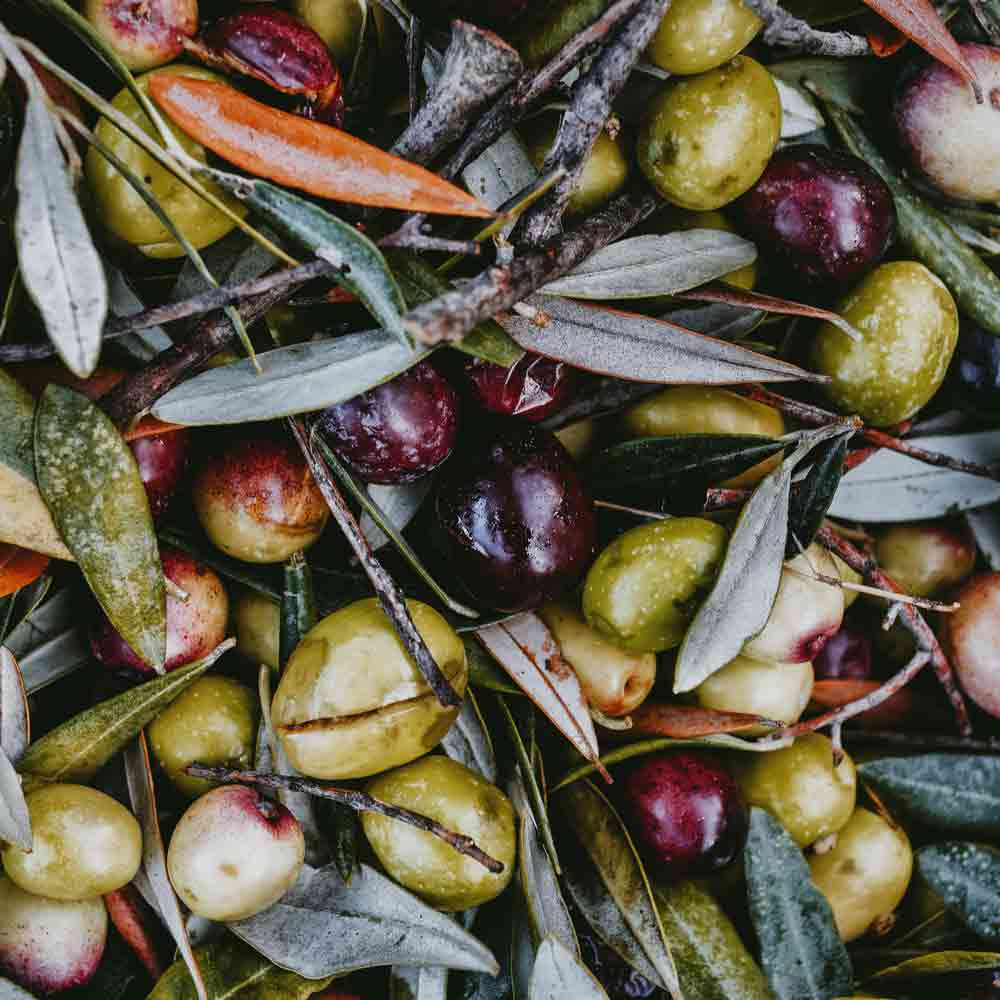 Oliven und Blätter in verschiedenen Farben und Reifegraden.