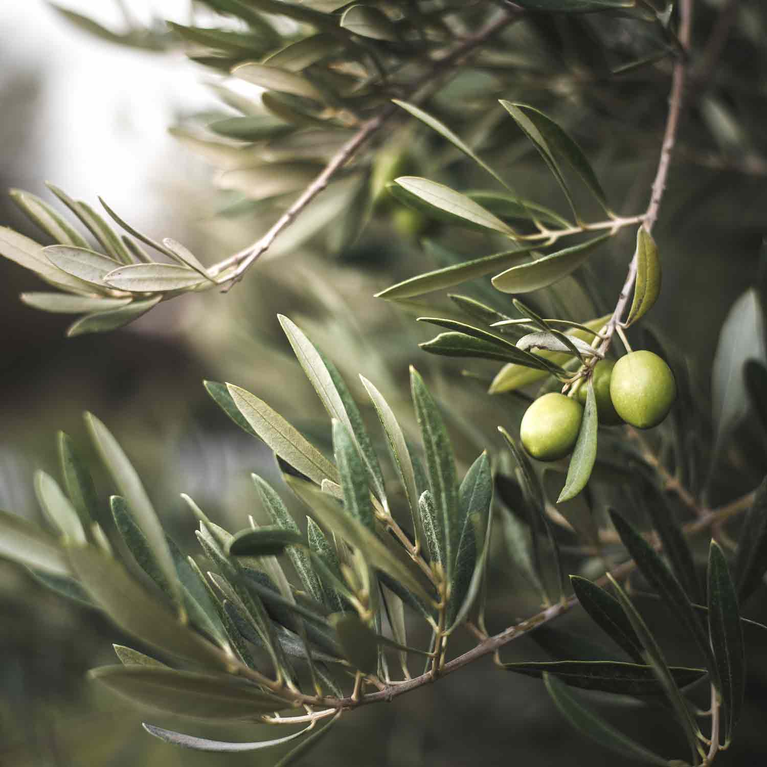 Olivenzweig mit grünen Oliven, unscharfer Hintergrund.