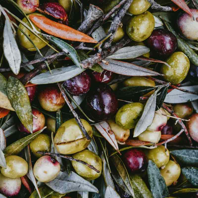 Oliven und Blätter in Nahaufnahme, verschiedene Farben.
