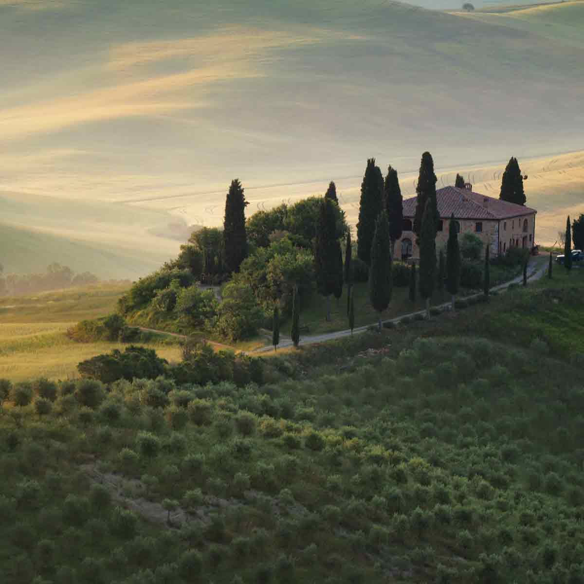 Toskanische Landschaft mit Olivenbäumen.