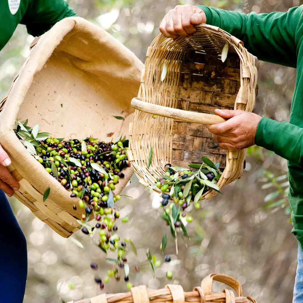 Oliven werden in Körbe gesammelt, grüne und schwarze Oliven.