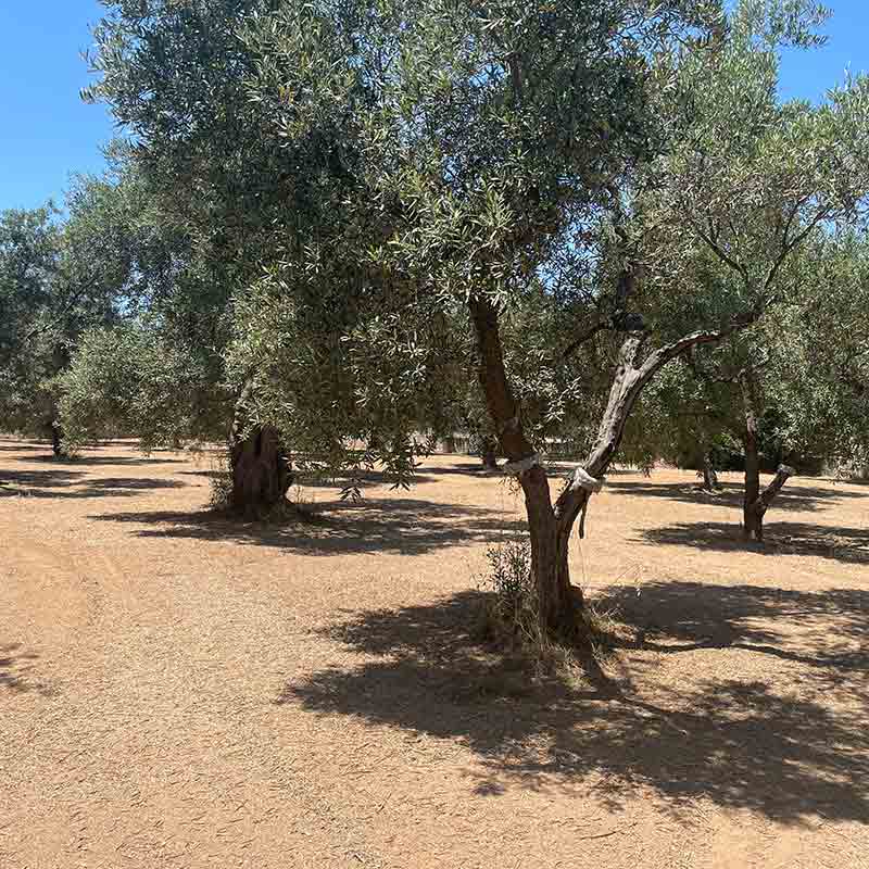 Olivenbäume in sonnigem Hain.