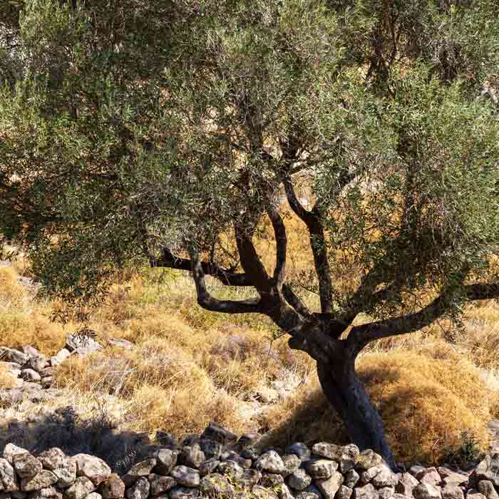 Olivenbaum auf steinigem Boden.