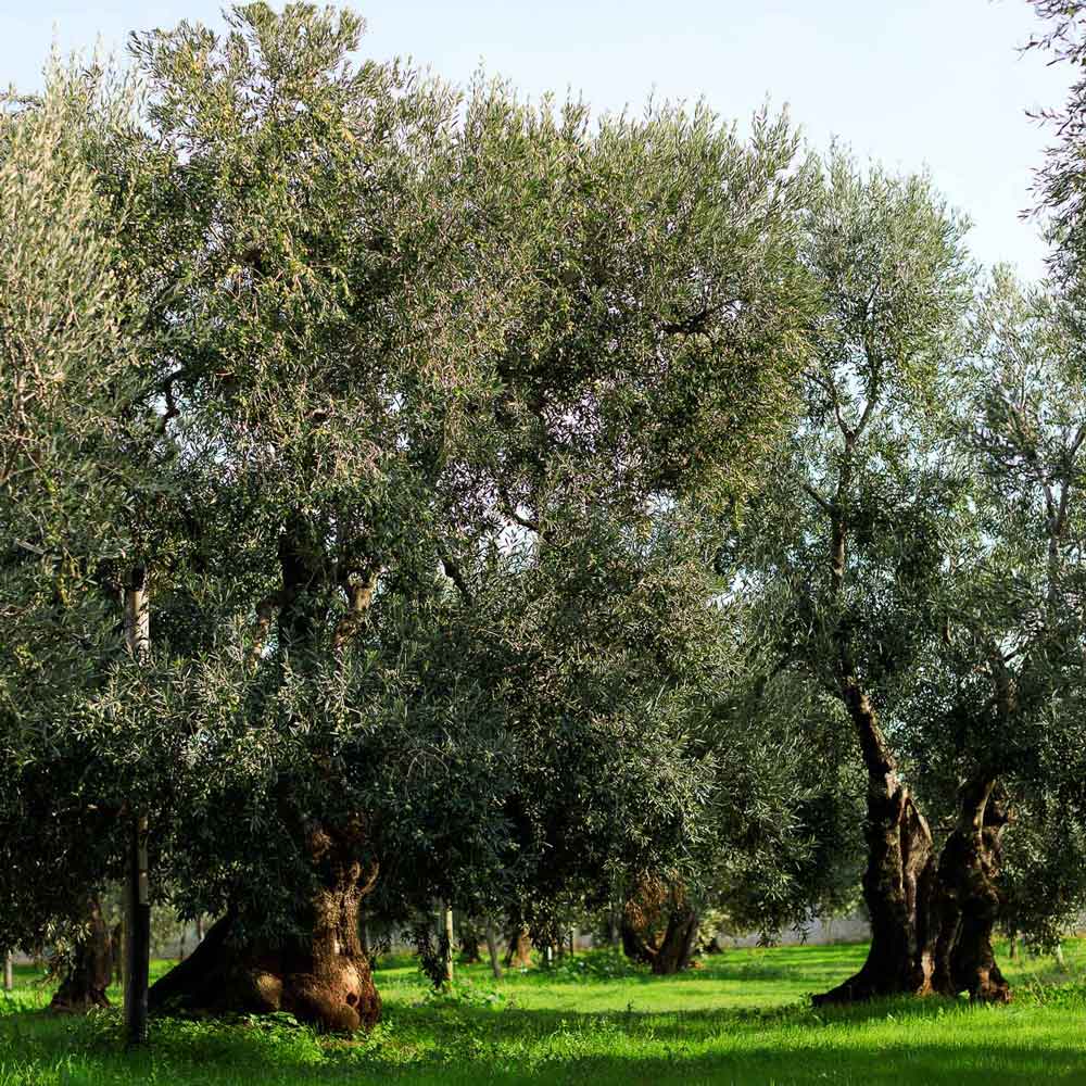 Olivenbäume in den Hainen von Olio Mimi in Apulien